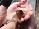 Pacific Red Octopus