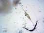 Cylindrotheca closterium, 10x