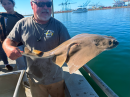 Angelshark