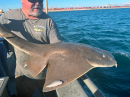 Angelshark (Squatina squatina)