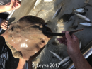 Round Stingray