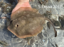 Round Stingray