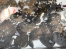 So.  Many.  Round Stingrays!