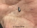 A shark's tooth!