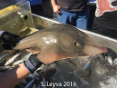 Shovelnose Guitarfish