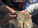 Shovelnosed Guitarfish