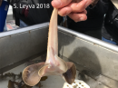 Thornback Ray (bottom)