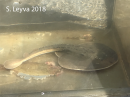 Thornback Ray