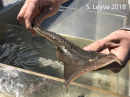 Thornback Ray