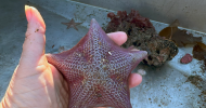 Bat Star - Asterina miniata