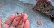 Reticulated Brittle Star, species unknown