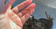 Brittle Star
