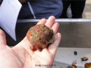 Puffball Sponge