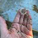 A small white sea urchin 