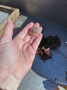 White Sea Urchin
