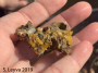 Worms secrete a substance (usually mucus) to stabilize the burrows they make in the substrate.  These are hardened tubes that kelp and other organisms have begun to use for their own purposes.