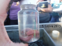Polychaete Worm