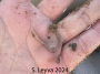 Polychaete Worm
