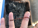 Worm