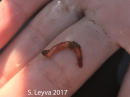 Worm