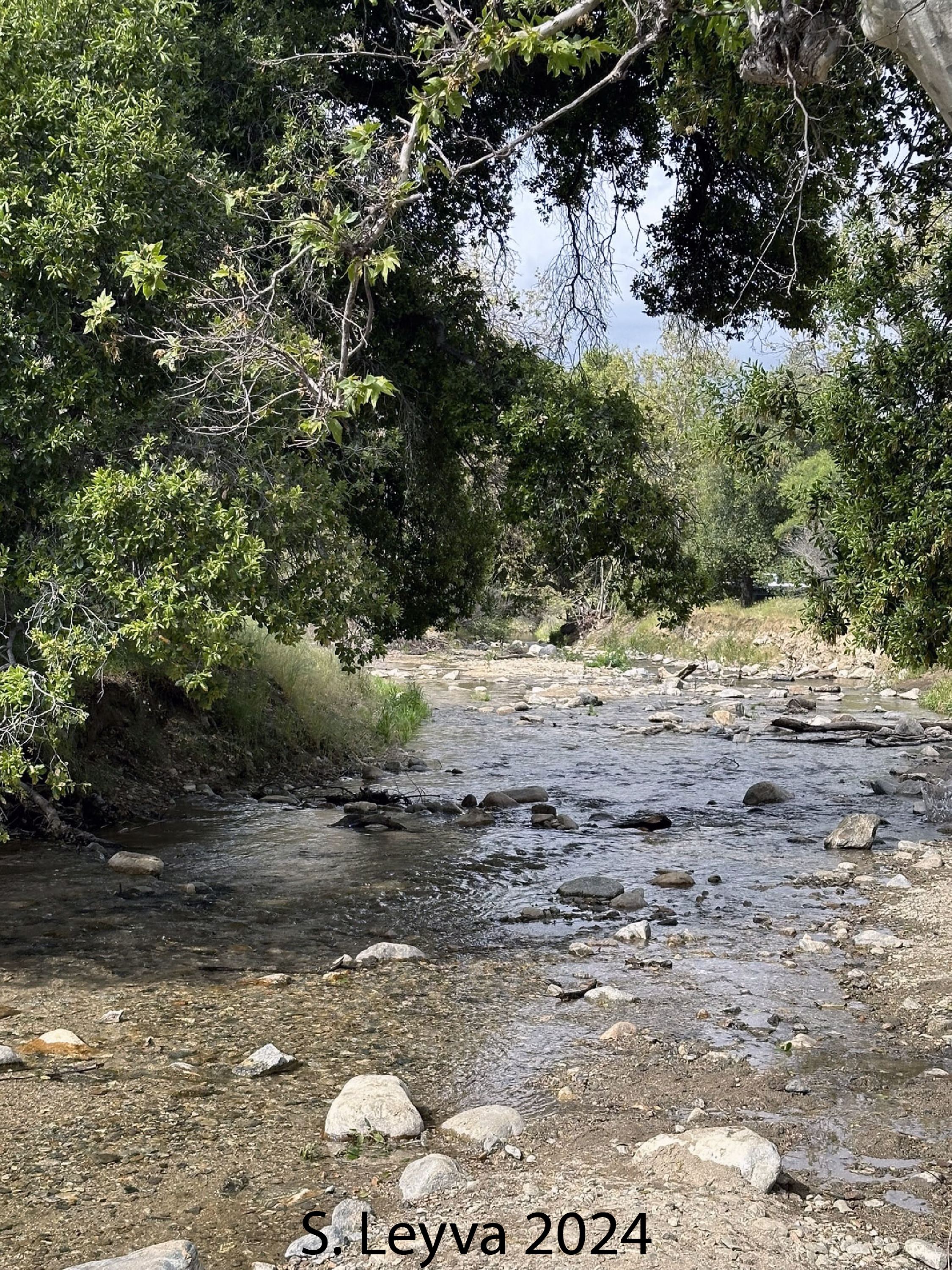 Image showing Placerita Creek (looking downstream)