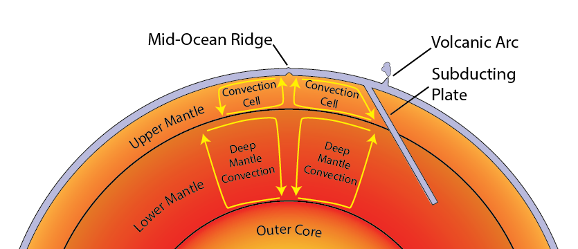 Graphic showing mantle convection.  In the lower mantle, arrows representing heat first rise up from the core, cool, then head back down to the core.  In the upper mantle, the process is similar, with arrows moving up from the lower mantle/upper mantle boundary to the upper mantle/crust boundary, cooling, then heading back down.  A Mid Ocean Ridge on top of the crust is located where two convection cells are rising up, and a subduction zone where two cells are descending. 